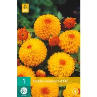 Zwiebel Dahlia Souvenir d'Ete 1 Stück JUB