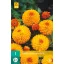 Zwiebel Dahlia Souvenir d'Ete 1 Stück JUB