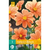 Blumenzwiebel Dahlia G.F. Hemerik 1 Stück JUB