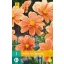 Blumenzwiebel Dahlia G.F. Hemerik 1 Stück JUB