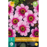  Blumenzwiebel Dahlia Wishes 'n' Dreams 1 Stück JUB