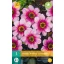 Blumenzwiebel Dahlia Wishes 'n' Dreams 1 Stück JUB