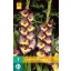 Blumenzwiebel Schwertblume Dynamit 7 Stück JUB