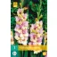 Blumenzwiebel Schwertblume Mon Amour 7 Stück JUB