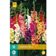 Zwiebel Schwertblume Farbmix MIX 10 Stück JUB