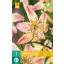 Blumenzwiebel Lilie Corsage 1 Stück JUB