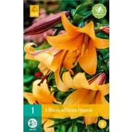 Blumenzwiebel Lilie African Queen 1 Stück JUB