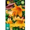 Blumenzwiebel Lilie African Queen 1 Stück JUB