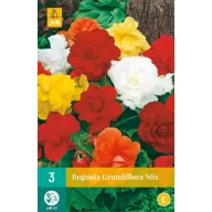 Zwiebel Begonia Grandifllora Mix 3 Stück JUB