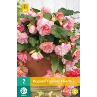 Zwiebel Begonia Cascade Florenz 2 Stück JUB