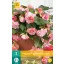 Zwiebel Begonia Cascade Florenz 2 Stück JUB