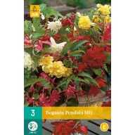 Blumenzwiebel Begonia Pendula Mix 3 Stück JUB