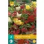 Blumenzwiebel Begonia Pendula Mix 3 Stück JUB