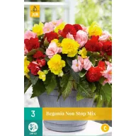 Zwiebel Begonia Non Stop Mix 3 Stück JUB