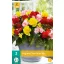 Zwiebel Begonia Non Stop Mix 3 Stück JUB