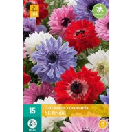 Blühende Zwiebel Anemone Cor. St. Brigid 15 Stück JUB