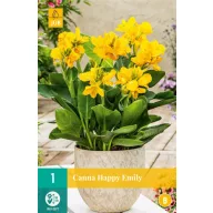 Blumenzwiebel Canna (Sol) Happy Emily 1 Stück JUB