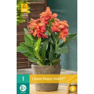 Blumenzwiebel Canna (Sol) Happy Isabel 1 JUB