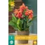 Blumenzwiebel Canna (Sol) Happy Isabel 1 JUB