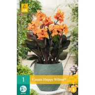 Blumenzwiebel Canna (Sol) Happy Wilma 1 Stück JUB