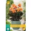 Blumenzwiebel Canna (Sol) Happy Wilma 1 Stück JUB