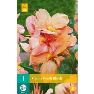 Blumenzwiebel Canna Peach Blush 1 Stück JUB