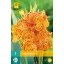 Blumenzwiebel Canna Picasso 1 Stück JUB