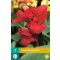 Blumenzwiebel Canna Red Dazzler 1 Stück JUB