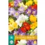 Blumenzwiebeln Fresia Enkel/Einzelmischung 15 Stück JUB