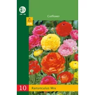 Zwiebel Hahnenfuß (Ranunculus) Mix 10 Stück JUB
