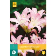Blumenzwiebel Amarillis Belladonna 1 Stück JUB