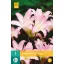 Blumenzwiebel Amarillis Belladonna 1 Stück JUB