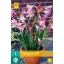 Maiglöckchen Crinum Powellii 1 JUB