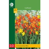 Zwiebel Crocosmia Mix (Saflor) 20 Stück JUB