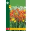 Zwiebel Crocosmia Mix (Saflor) 20 Stück JUB