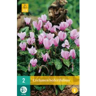 Blumenzwiebel Cyclamen Hederifolium 2 Stück JUB