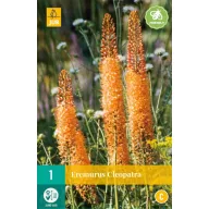Blumenzwiebel Eremurus Cleopatra (Peitschenlilie) 1 JUB