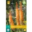 Blumenzwiebel Eremurus Cleopatra (Peitschenlilie) 1 JUB