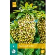 Zwiebel Eucomis Bicolor (Maiglöckchen) 2 Stück JUB