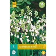 Zwiebel Galtonia Candicans (Sommerhyazinthe) 3 Stück JUB