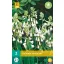 Zwiebel Galtonia Candicans (Sommerhyazinthe) 3 Stück JUB