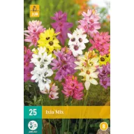 Blumenzwiebel Ixia Mix (Maiglöckchen) 25 Stück JUB