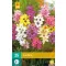 Blumenzwiebel Ixia Mix (Maiglöckchen) 25 Stück JUB