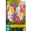 Blumenzwiebel Ixia Mix (Maiglöckchen) 25 Stück JUB