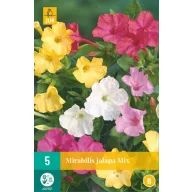   Blumenzwiebel Mirabilis jalapa Mix (Big Miracle Bulb) 5 Stück JUB