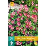   Zwiebel Oxalis deppei Eisernes Kreuz (Vierblättriger Klee) 25 Stück JUB