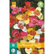   Blumenzwiebel Tigridia pavonia Mix (Peacock Tiger Flower) 10 Stück JUB