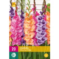 Zwiebel Gladiolus Viva La Vida (Schwertblume) 20 Stück JUB