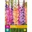 Zwiebel Gladiolus Viva La Vida (Schwertblume) 20 Stück JUB