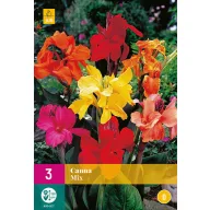 Blumenzwiebel Canna Mix 3 Stück JUB